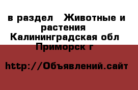  в раздел : Животные и растения . Калининградская обл.,Приморск г.